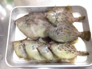 メガスガ釣果