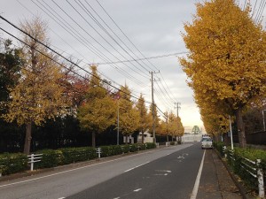 富岡から弁天の道路　富岡小学校付近