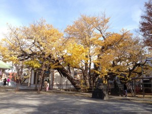 豊受神社の大銀杏