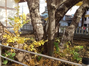 豊受神社の大銀杏