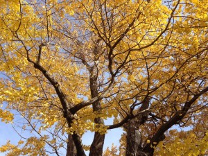 豊受神社の大銀杏