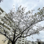 行徳ニューハイツの敷地内には桜の木があり、春にはきれいな花を見ることができます。(周辺)